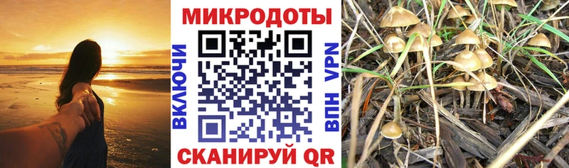 Галлюциногенные грибы Psilocybine cubensis  Борисоглебск 